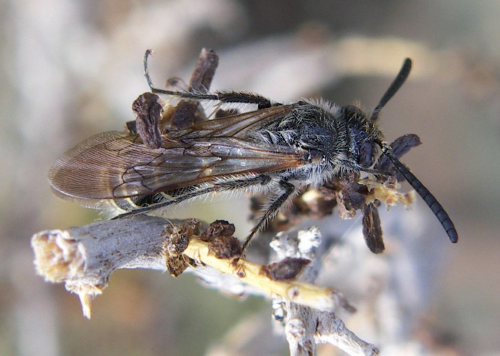 Spagna: La regione  de Monegros, paradiso entomologico